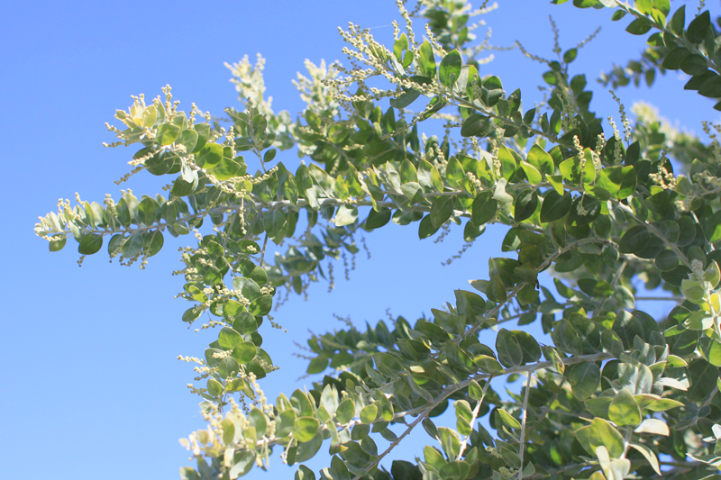 おすすめの常緑樹①　パールアカシア